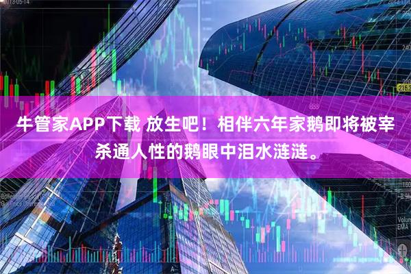 牛管家APP下载 放生吧！相伴六年家鹅即将被宰杀通人性的鹅眼中泪水涟涟。